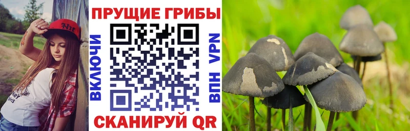 мега tor Тарко-Сале Псилоцибиновые грибы GOLDEN TEACHER